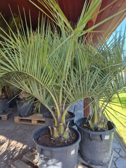 butia1