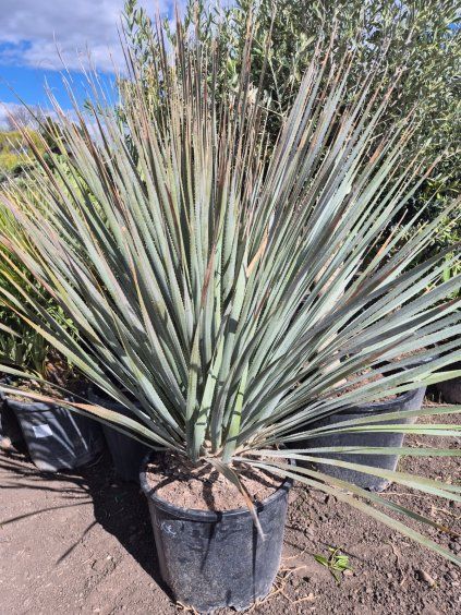 Dasylirion serratifolium 25l