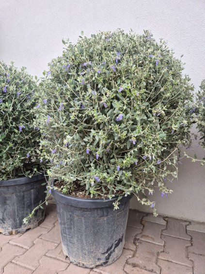 WhatsApp Image 2026 04 13 at 10.39.11