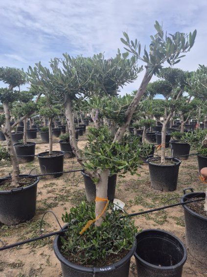 nuage mini platos 70l