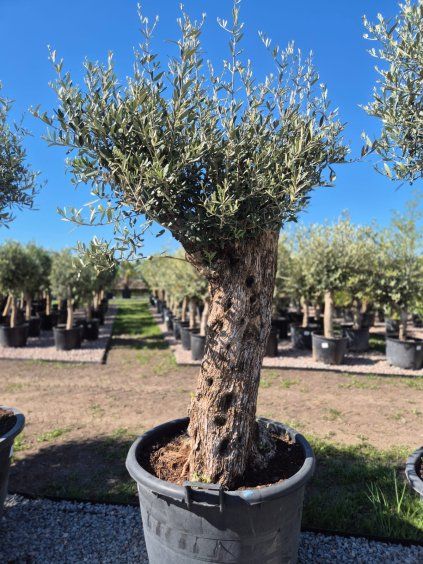 bonsai mensi 1