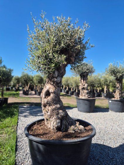 bonsai vet