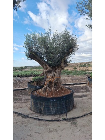 WhatsApp Image 2025 11 03 at 17.34.41xcc