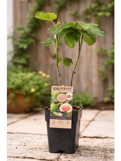 ChatGPT Image 16. 2. 2026 11 31 29