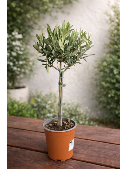 ChatGPT Image 16. 2. 2026 11 42 55