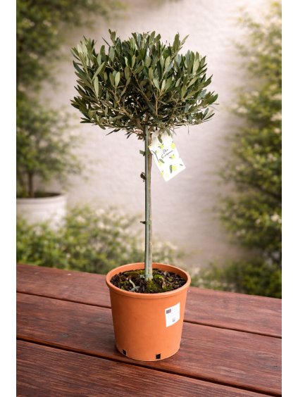 ChatGPT Image 16. 2. 2026 11 54 22