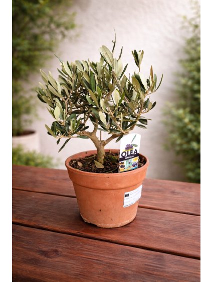 ChatGPT Image 16. 2. 2026 11 39 05