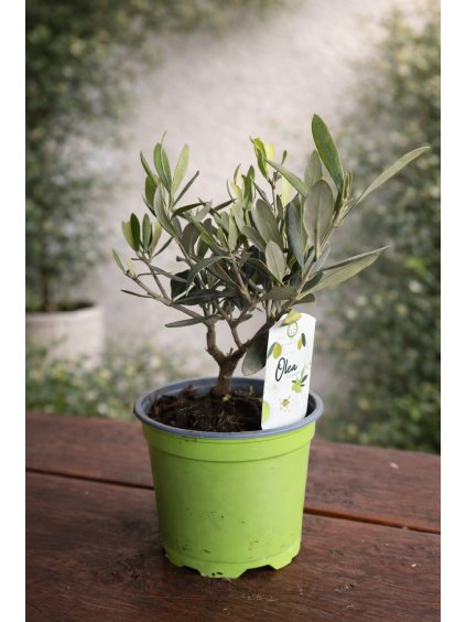 ChatGPT Image 16. 2. 2026 13 54 30