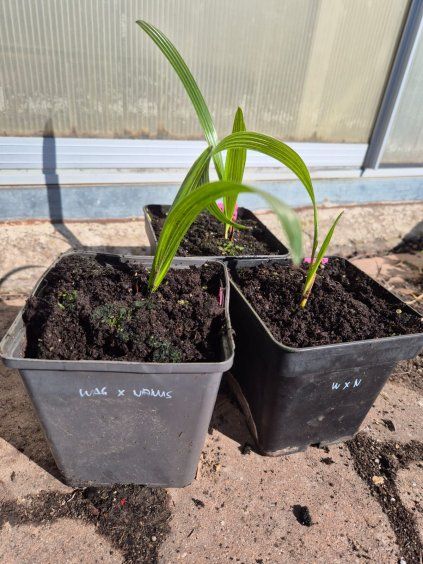 Trachycarpus wagnerianus x nanus