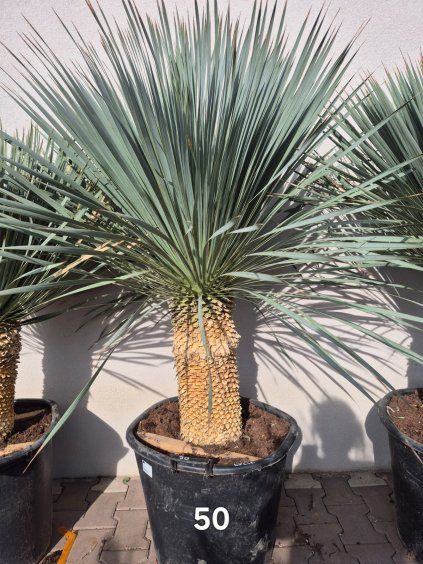 Yucca rostrata 50 cm  Mrazuvzdorná juka | Odolná do -20 °C | Exotická solitéra