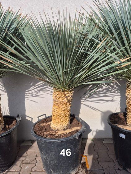 Yucca rostrata 46 cm  Mrazuvzdorná juka | Odolná do -20 °C | Exotická solitéra