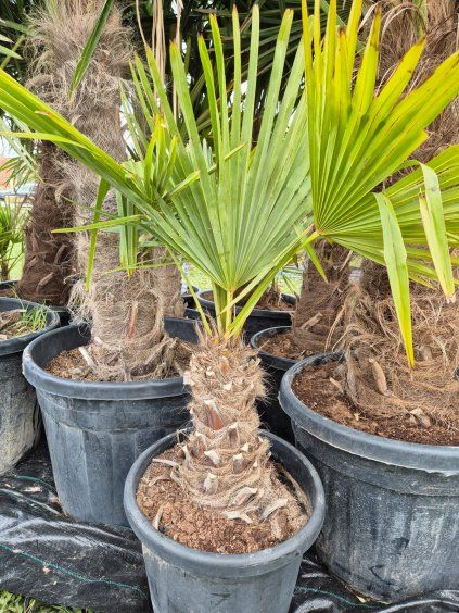 Trachycarpus fortunei 30/40
