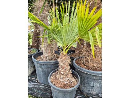 Trachycarpus Fortunei 40/60 Mrazuvzdorná palma | Odolná do -17 °C | Snadná péče