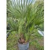 Žumara nízká - Chamareops Humilis 15l  Mrazuvzdorná palma | Letnění venku | Odolná do chladu