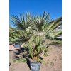 Žumara nízká - Chamareops humilis 25l