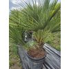 Žumara nízká - Chamareops Humilis 25l  Mrazuvzdorná palma | Letnění venku | Odolná do chladu
