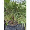 Žumara nízká - Chamaerops humilis 35l  Mrazuvzdorná palma | Letnění venku | Odolná do chladu