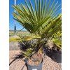 vicekmen