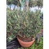Olivovník evropský – keřový (arbusto) 5 l  Stálezelený strom | Vhodný do květináče | Středomořská atmosféra
