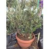 Olivovník evropský – keřový (arbusto) 5 l  Stálezelený strom | Vhodný do květináče | Středomořská atmosféra