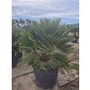 c45 vulcano humilis