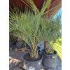 butia1