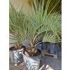butia2