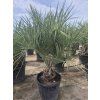 butia capitata 70l