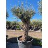 bonsai mensi 1