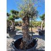 bonsai mensi