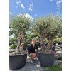 Olivovník evropský – BONSAI, obvod kmene 40–60 cm  Stálezelený solitér | Výrazný starý kmen | Středomořská atmosféra