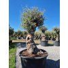 bonsai vet