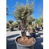 bonsai vewtsi