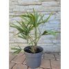 Trachycarpus fortunei 'Bulgaria' – mrazuvzdorná palma z Bulharska (Plovdiv)