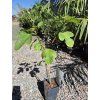 Ficus carica 'Brown Turkey'