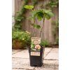 Ficus carica 'Brown Turkey'