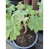 Tetrapanax papyrifer ‘Rex’  Tetrapanax papyrifer ‘Rex’