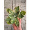 Agave parryi var. truncata 'Lime Streak'