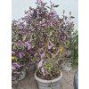 Vitex trifolia ‘Purpurea’ 15l