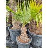 Trachycarpus fortunei 30/40