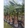 Trachycarpus fortunei 125/150