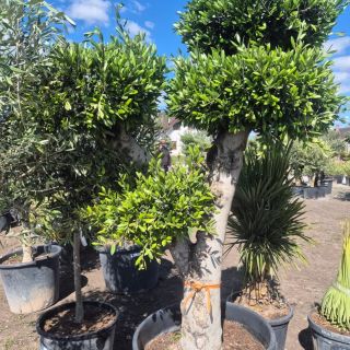 🫒OLIVOVNÍKY🫒 Chcete mít na zahradě nebo terase kousek Středomoří? ☀️ Máme skladem krásné olivovníky různých velikostí – od...