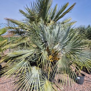 🌴 Krásně nám vykvetla palma Chamaerops humilis var.
