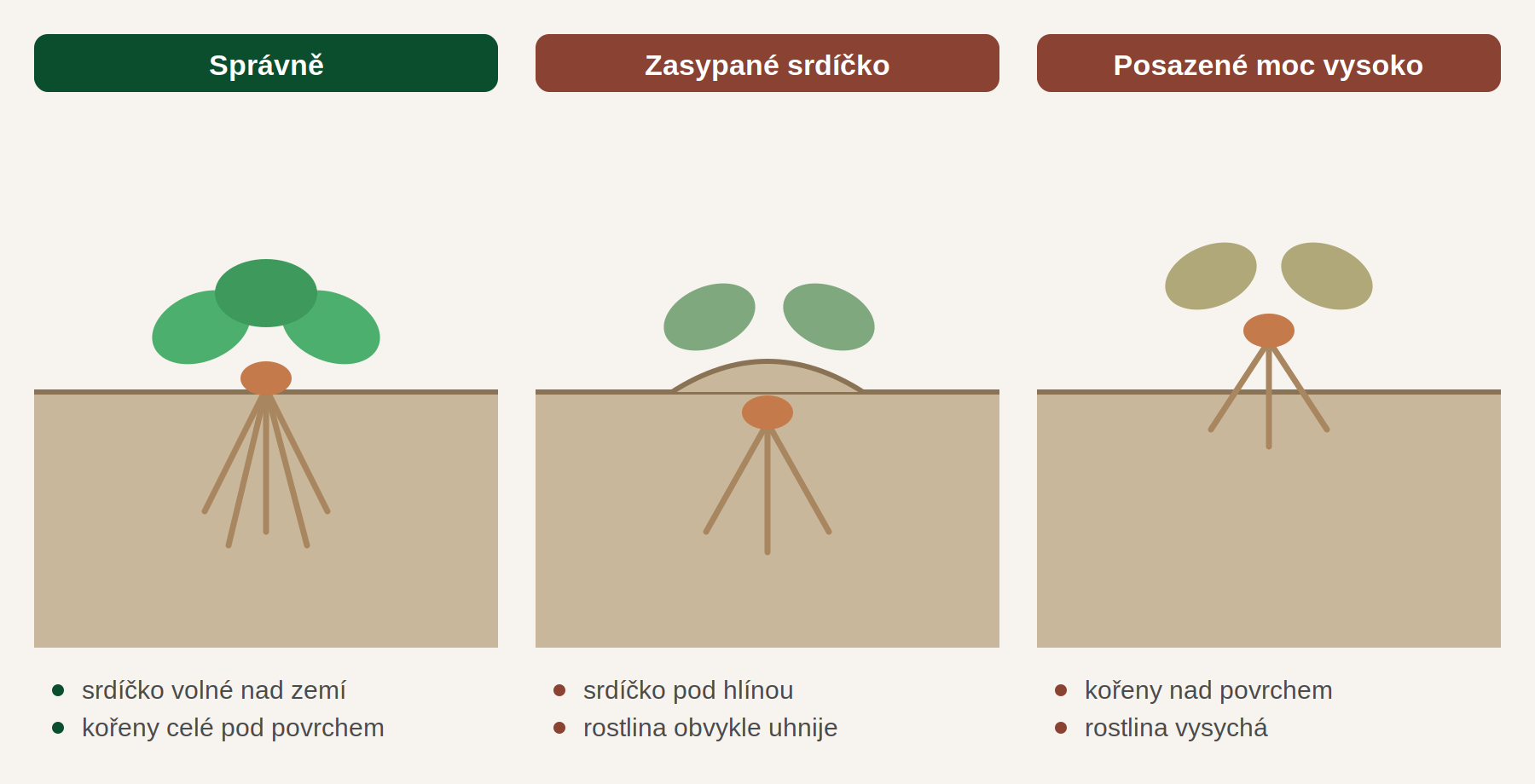 Srovnání jahodníku se srdíčkem nad zemí, zasypaným srdíčkem a příliš vysoko posazenou rostlinou