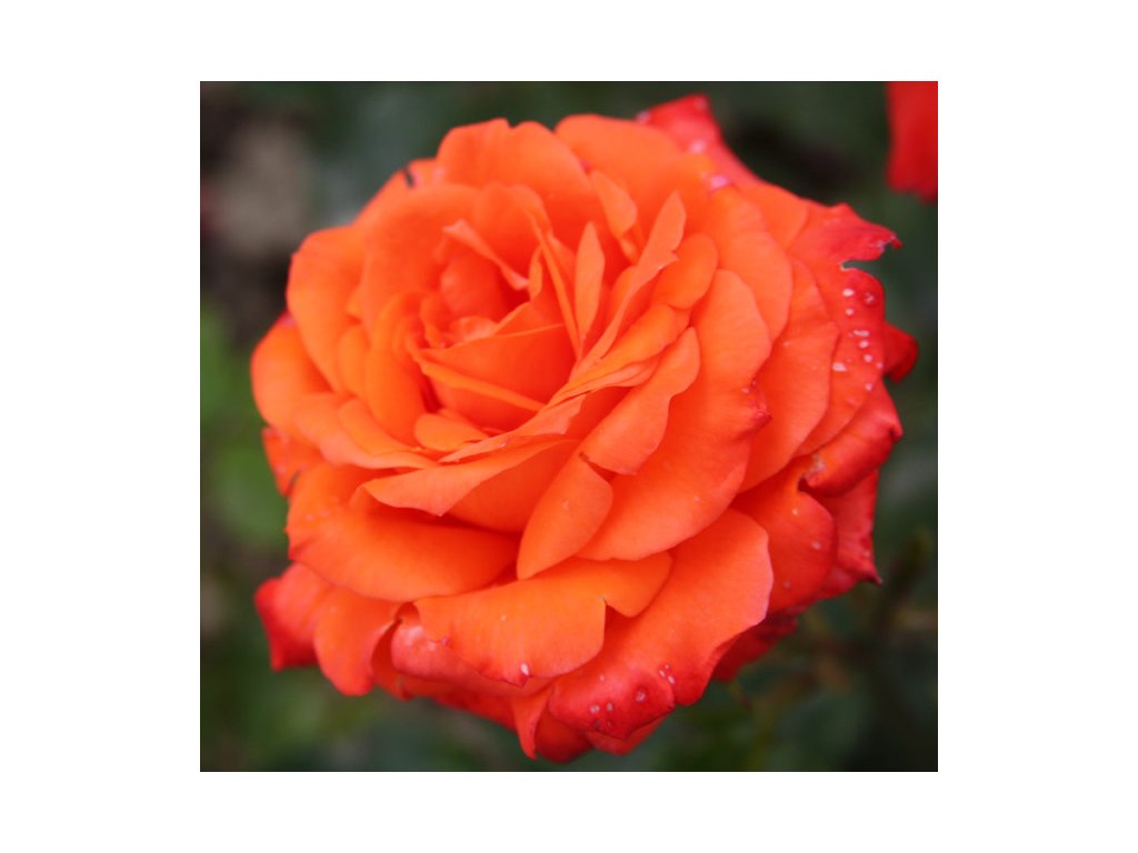 Роза санрайз фото и описание отзывы Rosa sunrise - pnoucí Růže pnoucí sunrise - PRODEJ ROSTLIN