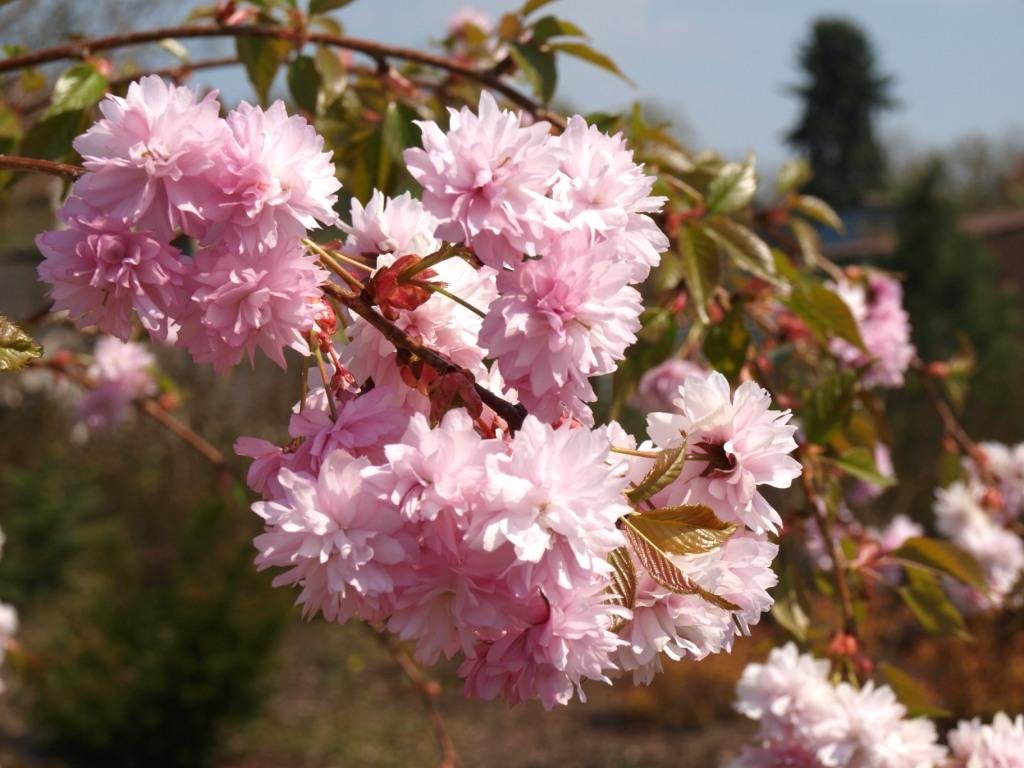 Prunus serrulata 'Kiku-shidare-sakura'  Višeň pilovitá 'Kiku-shidare-sakura'