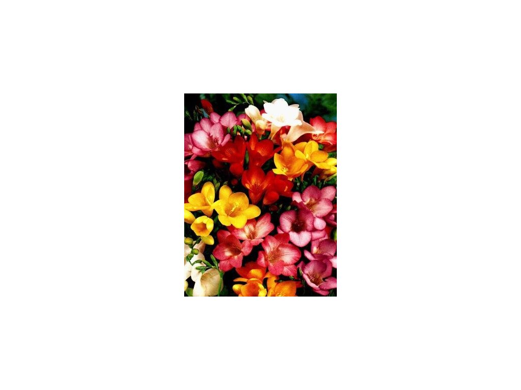 Fresia - směs barev, jednoduchý květ (15 ks)  Fréze - směs barev, jednoduchý květ