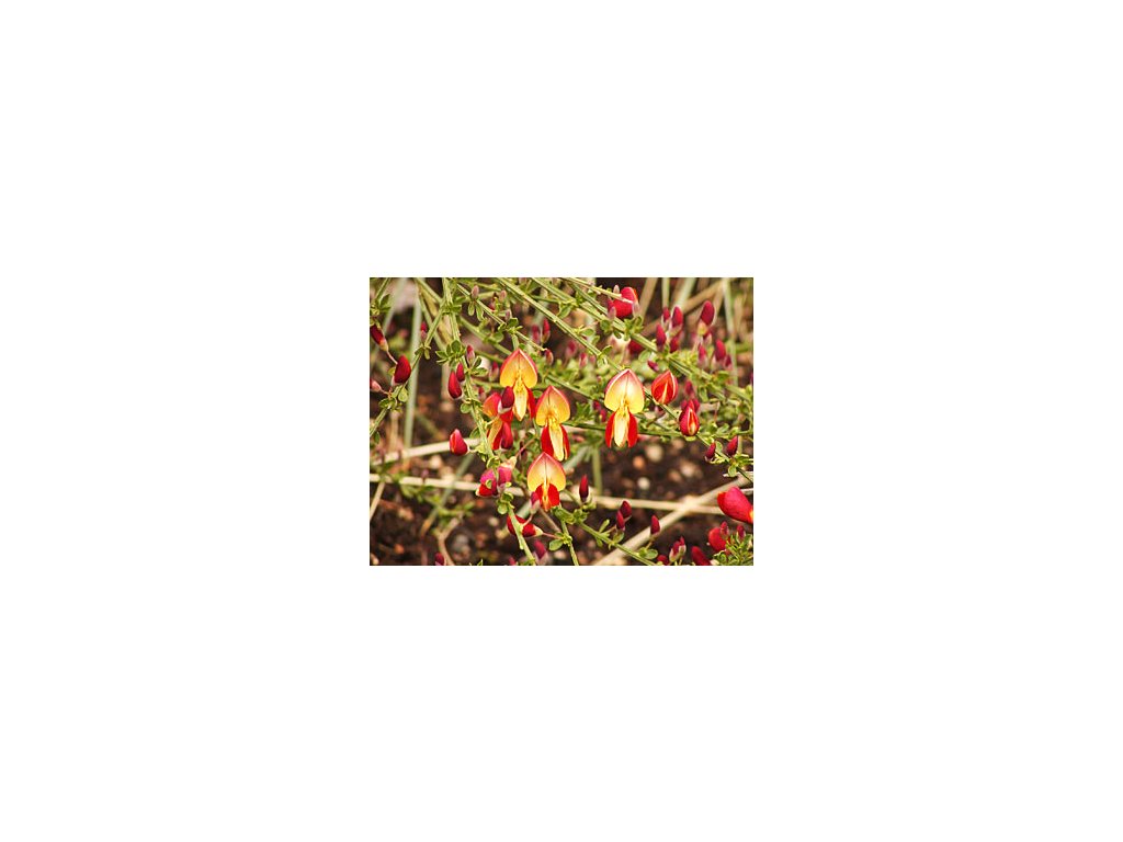 Cytisus ´Roter Favorit´  Janovec ´Roter Favorit´