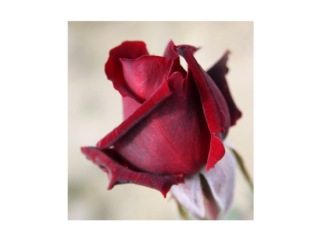 Rosa Mr. Lincoln - velkokvětá  Růže velkokvětá Mr. Lincoln