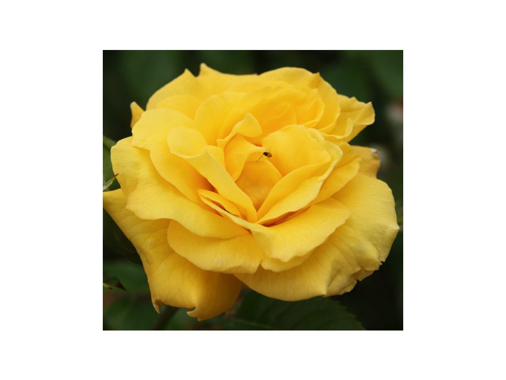 Rosa Golden Perfume - velkokvětá  Růže velkokvětá Golden Pefume